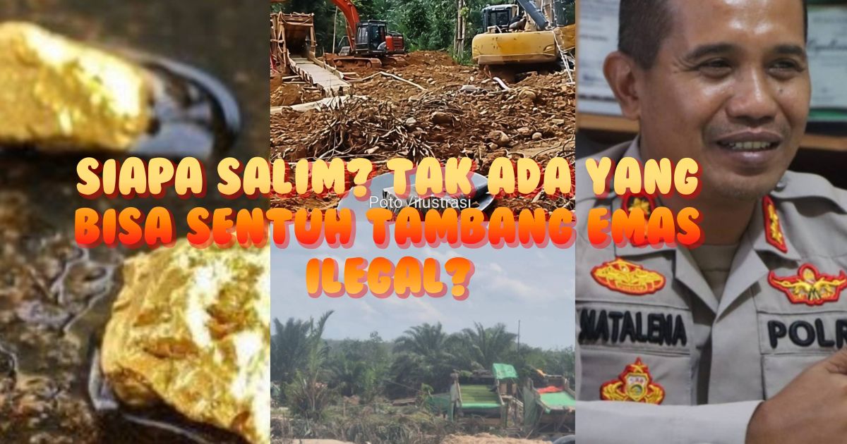 Salim, Bos Penadah Emas Hasil Tambang Ilegal di Kabupaten Bungo Tak Tersentuh Hukum Karena Sudah Ada Setoran?