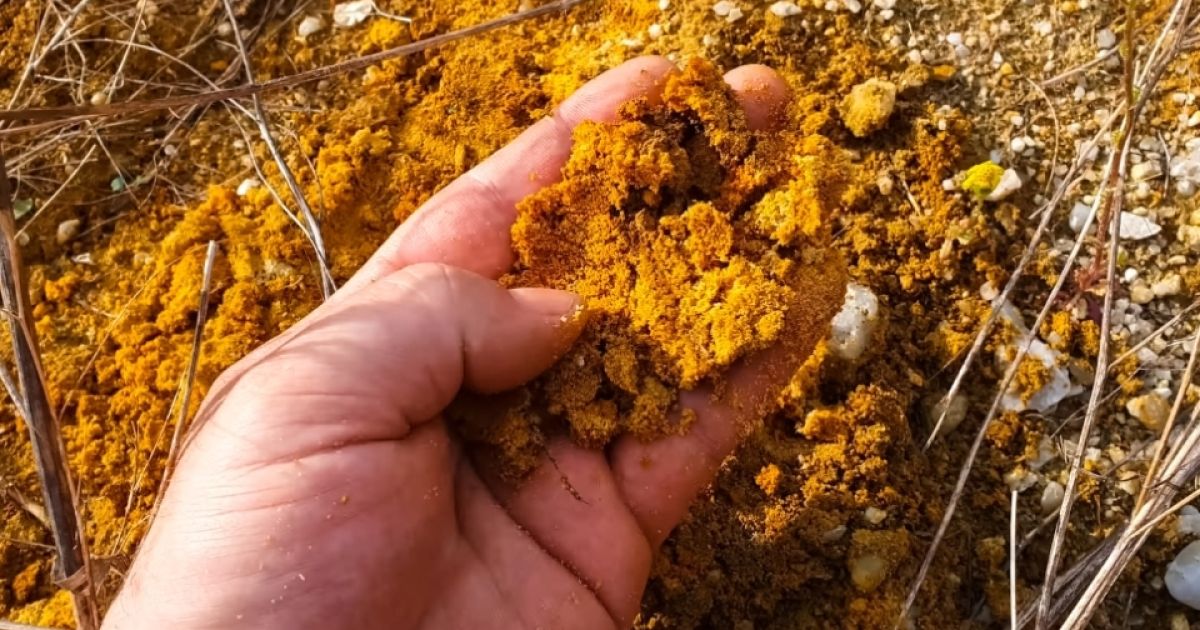 Bungo Memiliki Ciri Peta Emas di Beberapa Titik