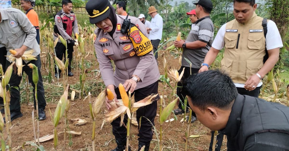 PANEN RAYA JAGUNG BERSAMA PRESIDEN RI DAN KAPOLRI MELALUI TAYANGAN STREAMING KECAMATAN MEGAMENDUNG