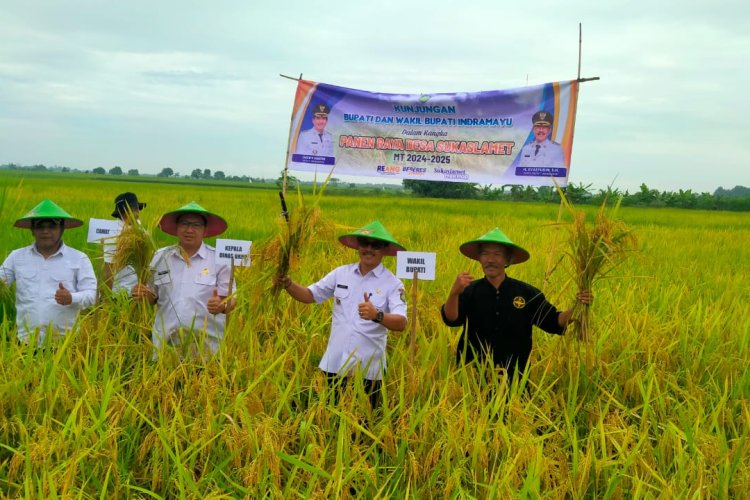 *Hadiri Panen Raya Padi Wabup Saefudin S.H.Dukung Program Ketahanan Pangan*