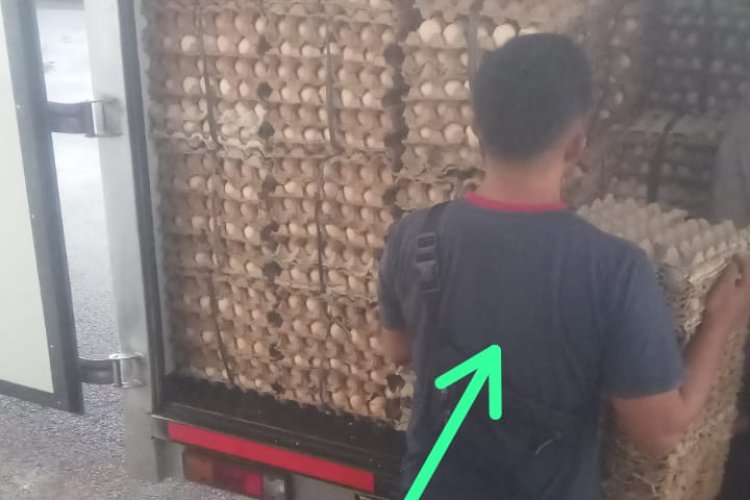 *Peredaran Jual Beli Telur Infertil di Kuningan dan Majalengka, Pihak Terkait Diam, PT Aretha Nusantara Farm Awirarangan Kuningan Terancam Penutupan dan Sanksi Pidana Mengintai*