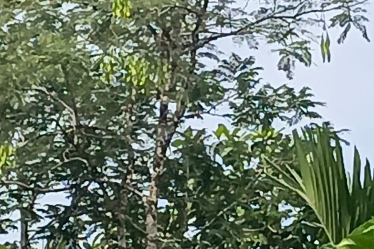 Berada di Sekayam Seakan Dalam Dekapan Ibu Kandung