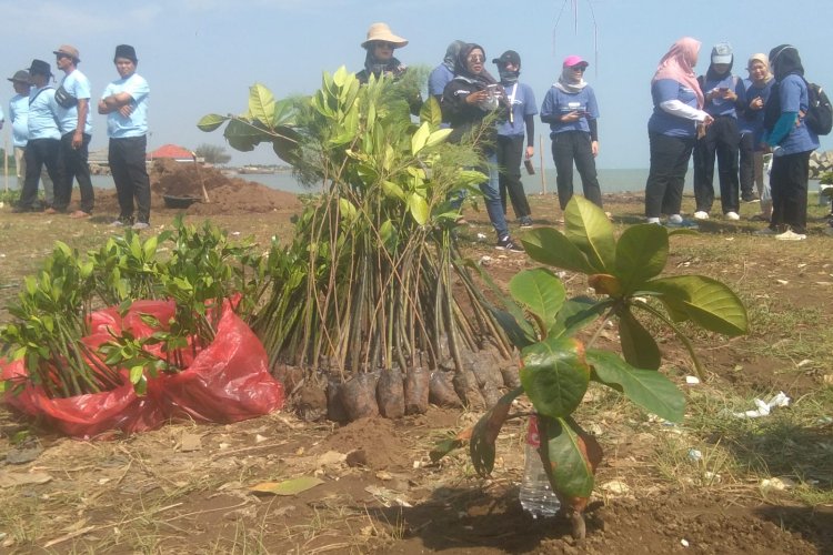 Perhutani Peduli Lingkungan Melalui Koservasi Hutan Mangrove Di Pesisir Pantai Desa Pringgacala